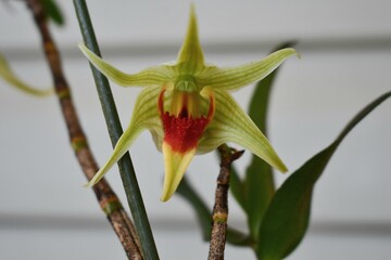 Dendrobium hsinying tobazuki orchid flower