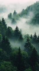 Misty forest landscape with towering trees.