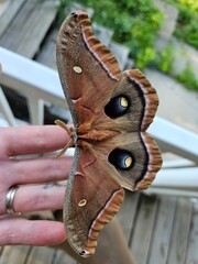 Polyphemus moth on hand