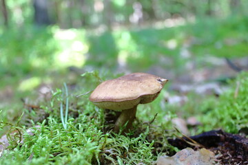 Wild Forest Mushrooms
Autumn Mushrooms on the Forest Floor 