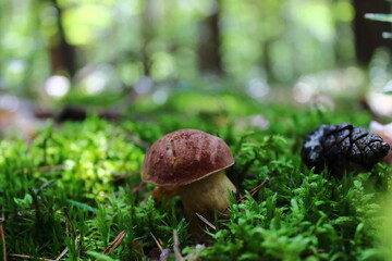 Wild Forest Mushrooms
Autumn Mushrooms on the Forest Floor 
