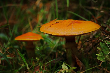 Wild Forest Mushrooms
Autumn Mushrooms on the Forest Floor 