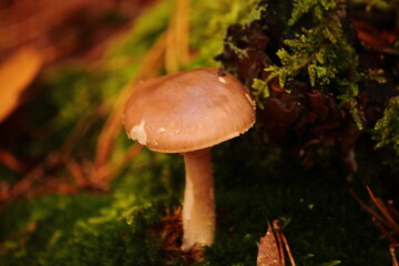 Wild Forest Mushrooms
Autumn Mushrooms on the Forest Floor 