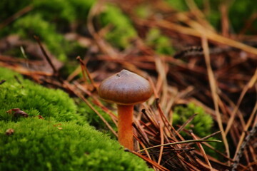 Wild Forest Mushrooms
Autumn Mushrooms on the Forest Floor 