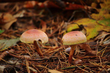 Wild Forest Mushrooms
Autumn Mushrooms on the Forest Floor 