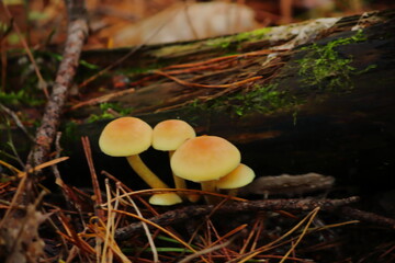 Wild Forest Mushrooms
Autumn Mushrooms on the Forest Floor 