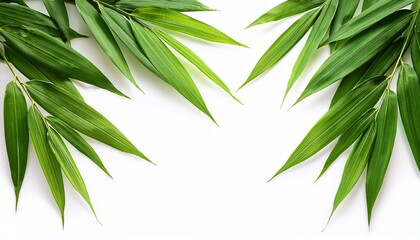 lush green bamboo leaves isolated on white background perfect for design projects