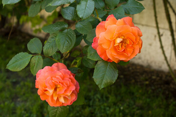 Two orange roses close-up.  A rose on a bush in the garden