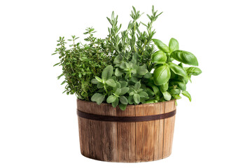 Fototapeta premium Fresh herbs growing in a wooden pot with transparent background
