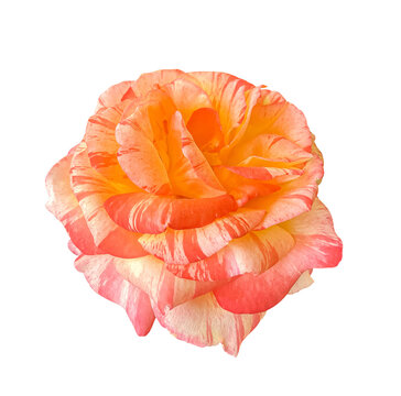 Striped Orange Pink double Shrub Rose Alfred Sisley flower isolated on white background with clipping path. Floral design element for cards, invitations, posters.