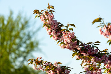 close up of branch of beautiful pink spring Cherry blossom flowers Japanese Sakura