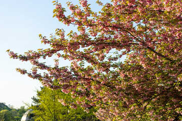close up of branch of beautiful pink spring Cherry blossom flowers Japanese Sakura