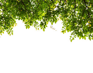 Firefly_PNG Tree branches with green leaf on left border tree backgrounds outdoors