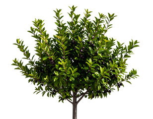 Fototapeta premium Firefly_PNG Tree plant fruit leaf. a