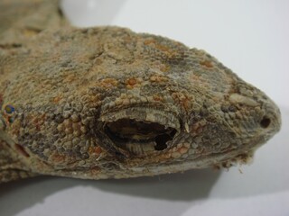 Ge Jie Series - Close-Up of Medicinal Gecko Head Texture