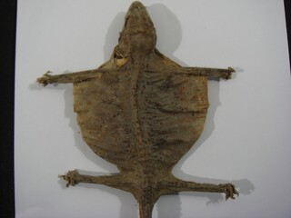 Ge Jie Series - Back Skin Texture of Whole Dried Medicinal Gecko