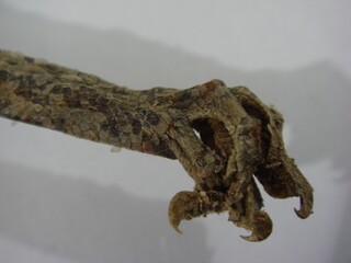 Ge Jie Series - Macro View of Clawed Gecko Foot for Herbal Use