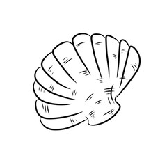 vector illustration image of a sea shell