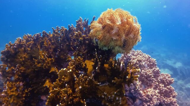 Fire corals and a school of wrasse on a reef atoll with a sea lily