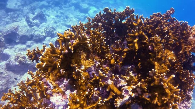 Fire corals and a school of wrasse on a reef atoll with a sea lily