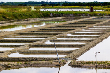Salt marshes of L’Île-d’Olonne in Vendée