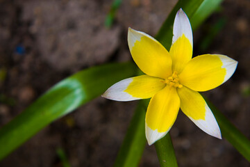 Tulipan Tarda 2025 © Krzysiek Cegiełka