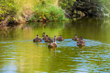 Duck family with ducklings in the marshes of L’Île-d’Olonne