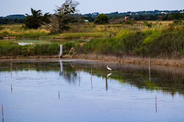 Little egret (Egretta garzetta) in the salt marshes of L’Île-d’Olonne