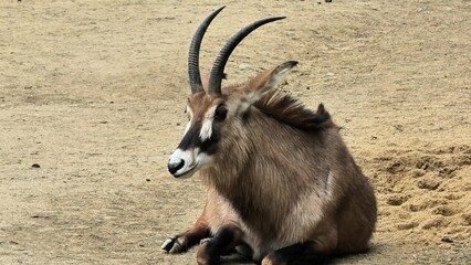 This picturesque and serene moment captures a tranquil antelope peacefully resting in its natural environment