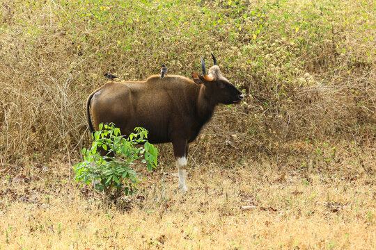 The Indian bison is a type of cattle that lives mostly in India. It is also called seladang, gayal or mithun by the locals. It is a protected animal because its species is decreasing.