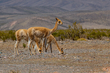 The vicuña is a mammal of the camelid family.