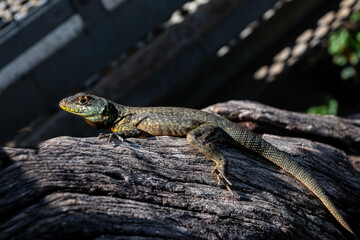 Lagarto trepador oriental, (Tropidurus torquatus), Camaleón de cola espinosa, Teyú Taragüí, Amazon lava Lizard.