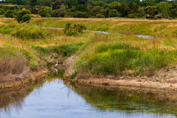 Little egret (Egretta garzetta) in the salt marshes of L’Île-d’Olonne