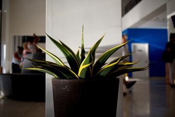 Sansevieria trifasciata plant standing in modern building hall