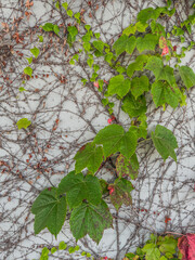 ivy leaves and vines growing on a plaster wall