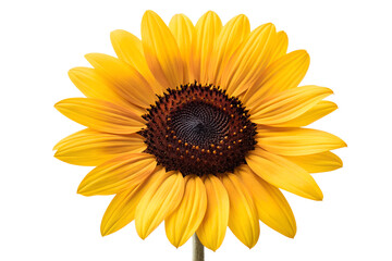 Fototapeta premium Bright Yellow Sunflower - Vibrant Floral Decor
