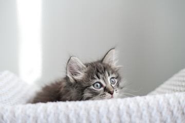 Fluffy tabby kitten with wide blue eyes gazes curiously from a white knitted surface. Perfect for...