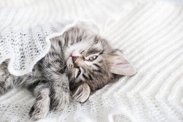 Fluffy tabby kitten comfortably nestled under soft white knitted blanket. Ideal for themes of...