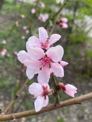 Flowering Apricot Tree in a Sunny Garden