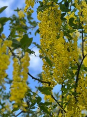 yellow maple leaves