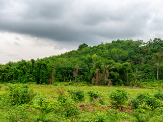 Dense jungle in the Ivory Coast on a cloudy morning - Landscape shot