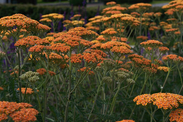 medicine plant orange flower yarrow on a flowerbed on a sunny day