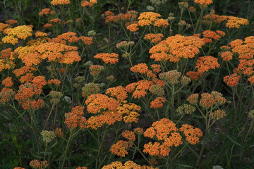 medicine plant orange flower yarrow on a flowerbed on a sunny day