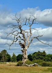 Single tree with no foliage in field against blue cloudy sky