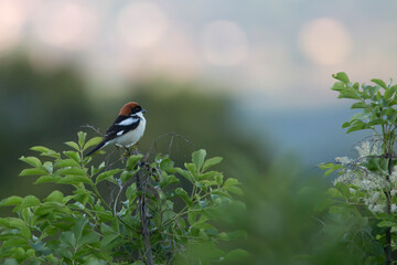 Male woodchat shrike resting at top of the tree. Copy space. Nature background. Lanius senator.