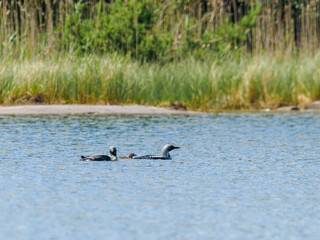 Black-throated Loons (Gavia arctica) with chick on calm lake in summer, Yttre Bodane Nature Reserve, Dalsland, Sweden