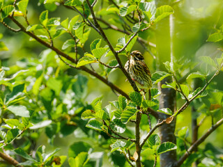 Juvenile Reed Bunting (Emberiza schoeniclus) perched among green leaves, Yttre Bodane Nature Reserve, Dalsland, Sweden