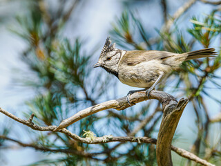 Crested Tit (Lophophanes cristatus) perched on twisted branch in pine forest, Yttre Bodane Nature...