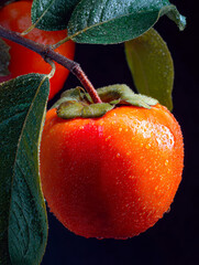 Close-up of a fresh orange apple with water droplets, hanging from a tree branch with green leaves