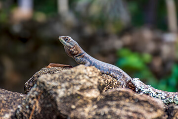 Small lizard common in Brazil sunbathing on rocks